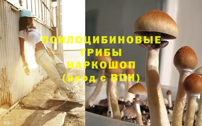 Галлюциногенные грибы Psilocybe  наркотики  площадка какой сайт  Полярный 